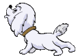 cagnolino