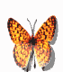 farfalla