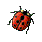 coccinella