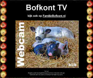 vitellini e maialini da bofkont tv