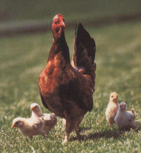 gallina con pulcini su un prato