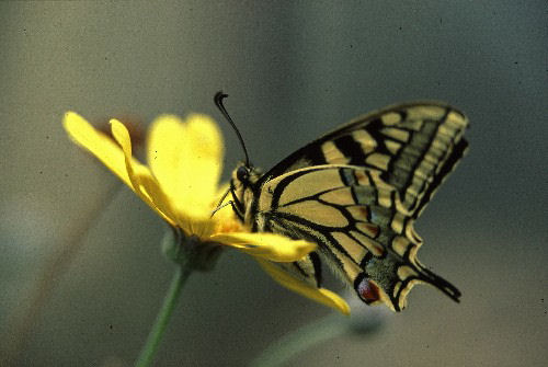 Farfalla macaone papiliomacaon