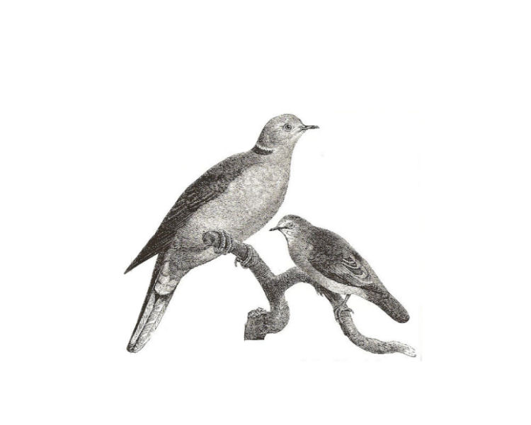 tortore